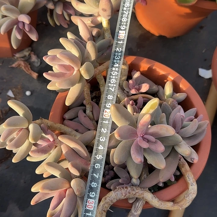 红手指760 多肉植物一物一拍