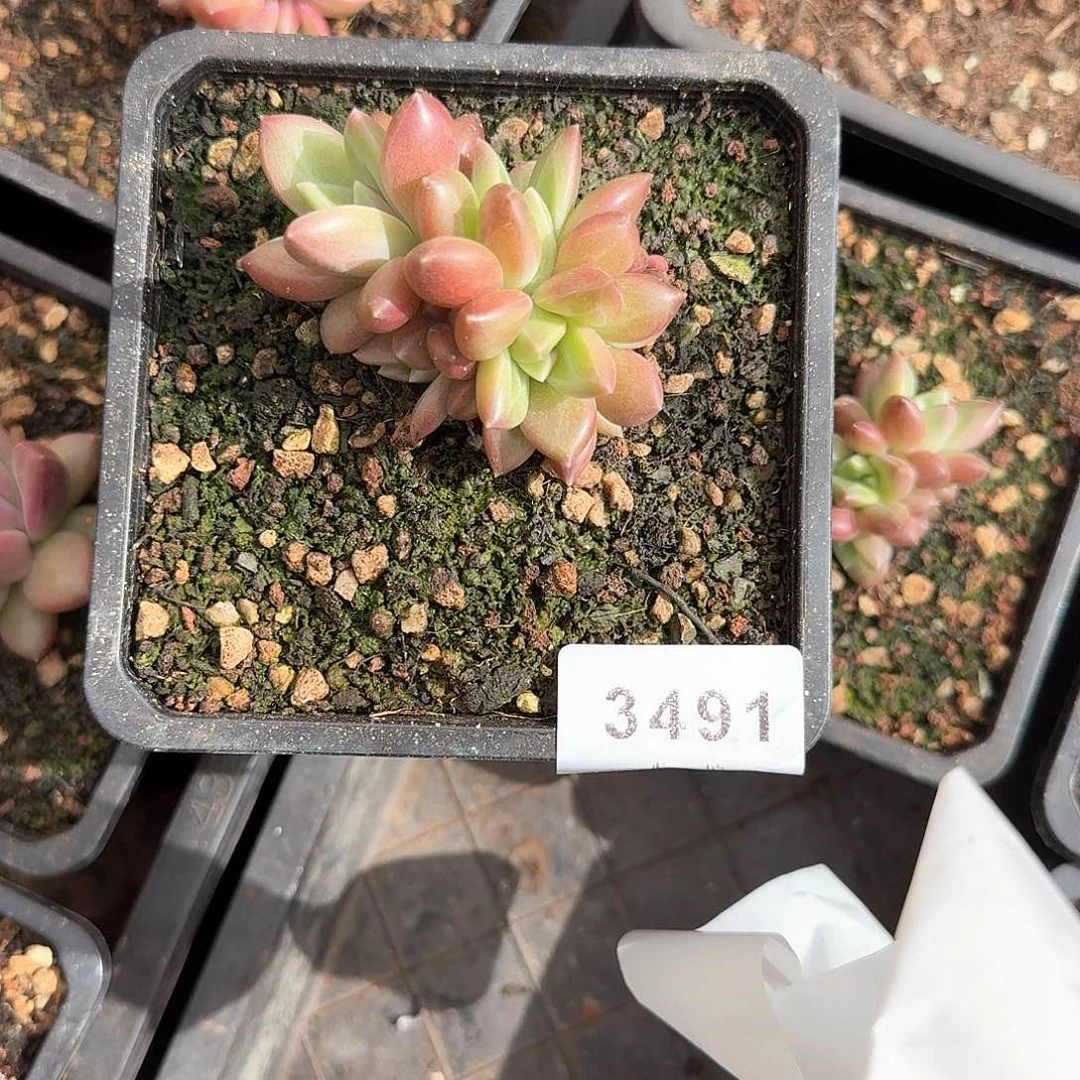 H*K3491号迷雾泡泡多肉