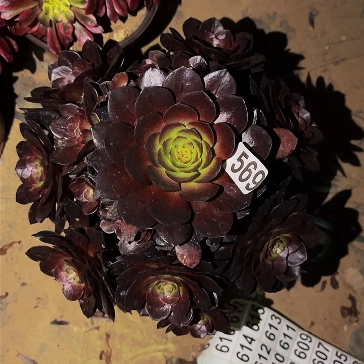 569黑骑士多肉植物处理不售后