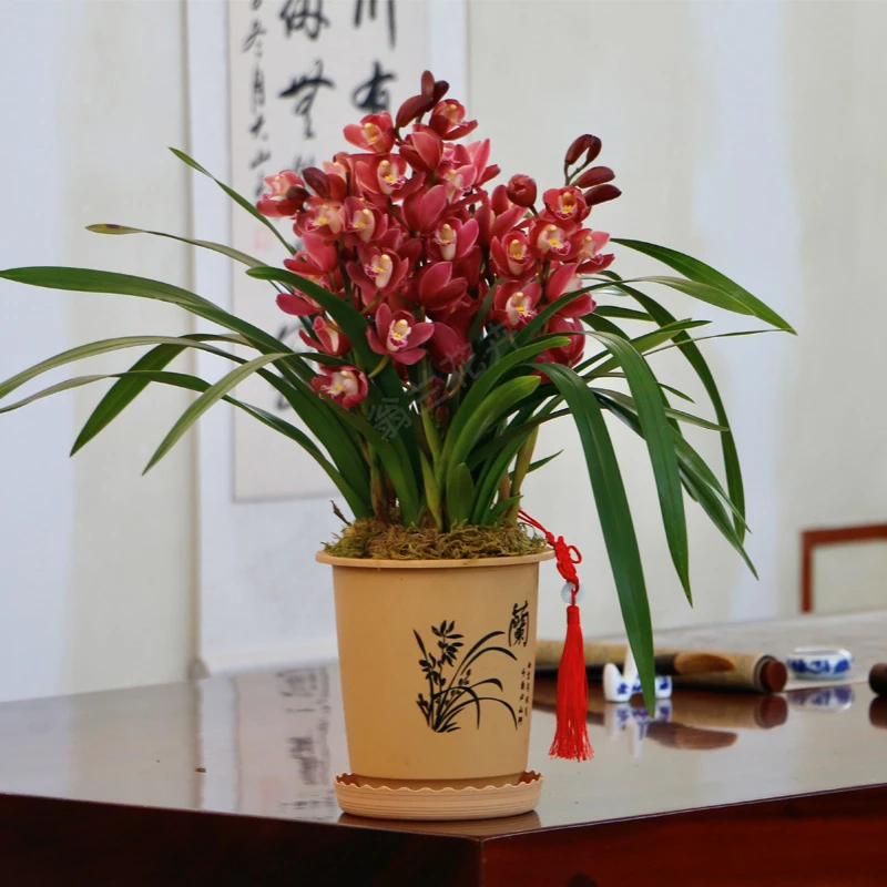 年宵花（带花苞）中国红宝石大花国兰浓香型花卉绿植盆栽双喜临门