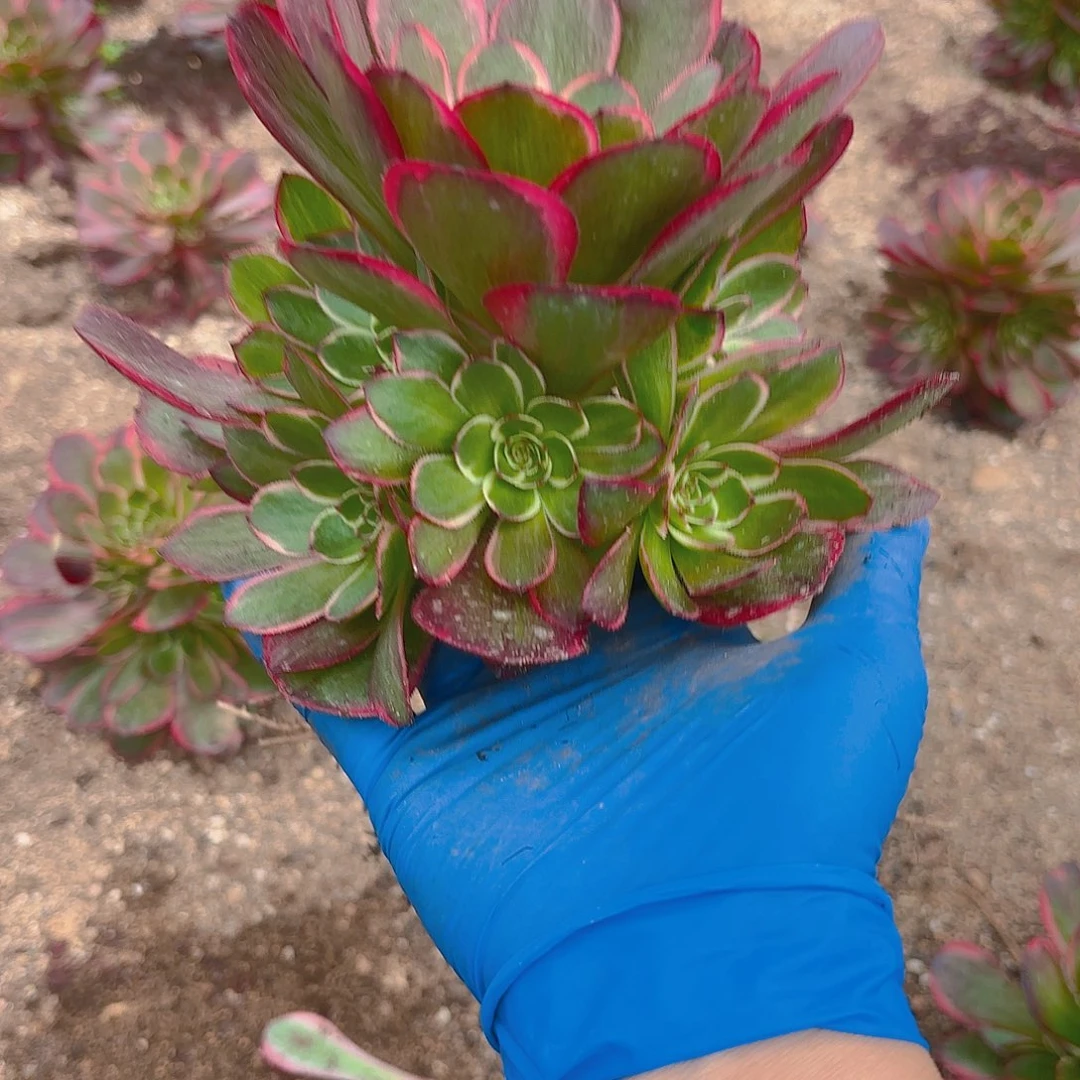 粉花妖手捧多肉植物