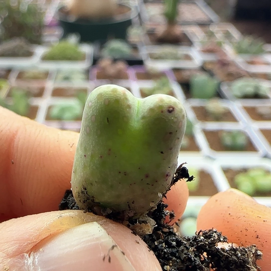 K****A脱土发货哦24108