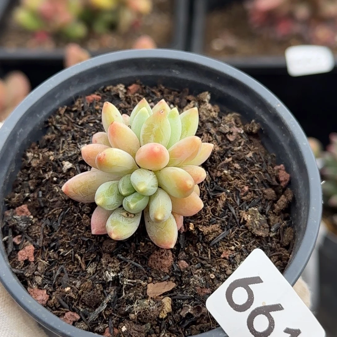 661号一物一拍一物一拍