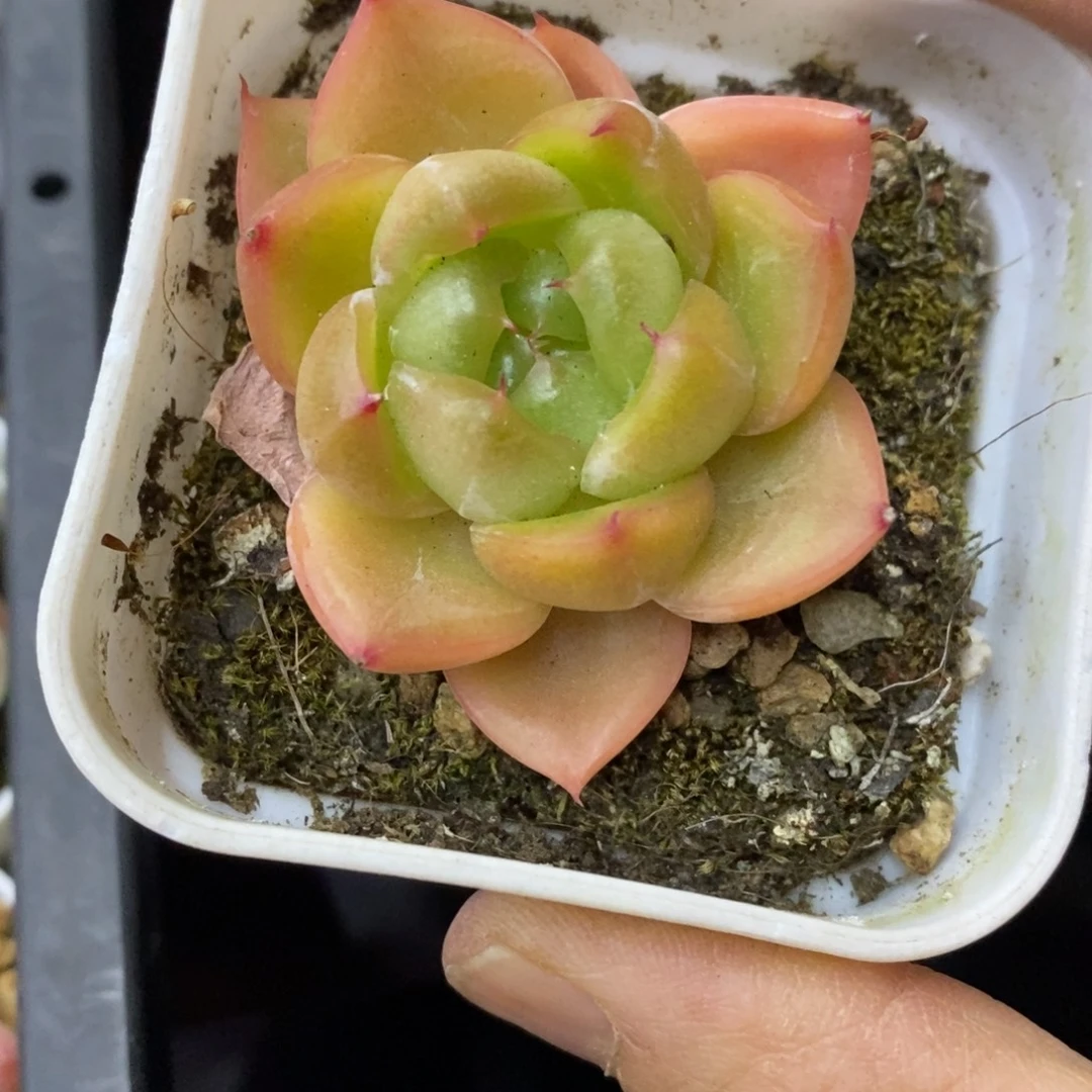 精品多肉一物一拍不包整191