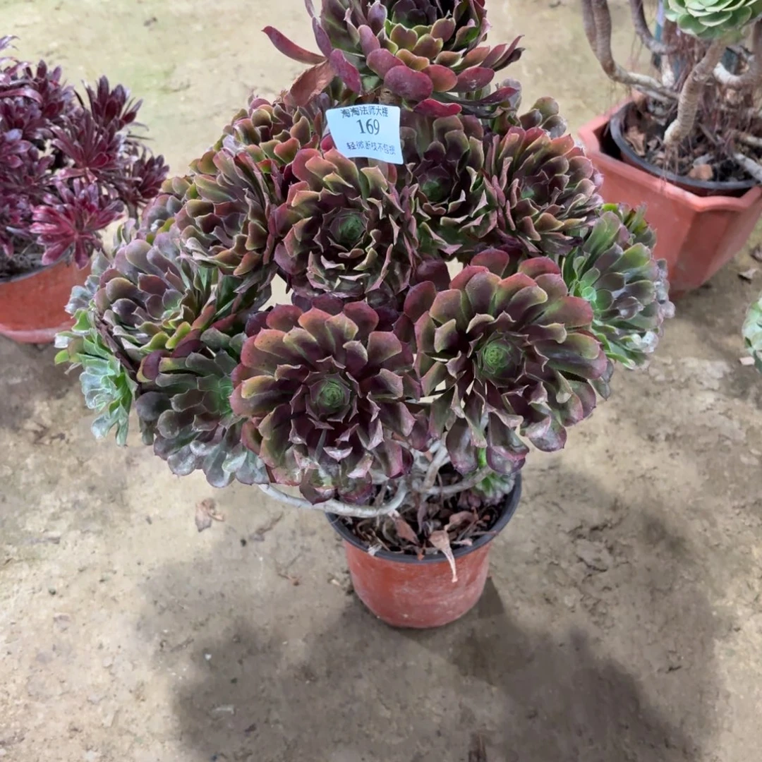 169红铜壶多肉植物法师