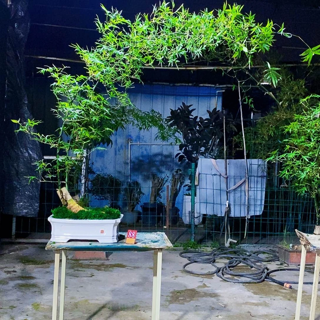 婷***果小叶簕竹一物一拍