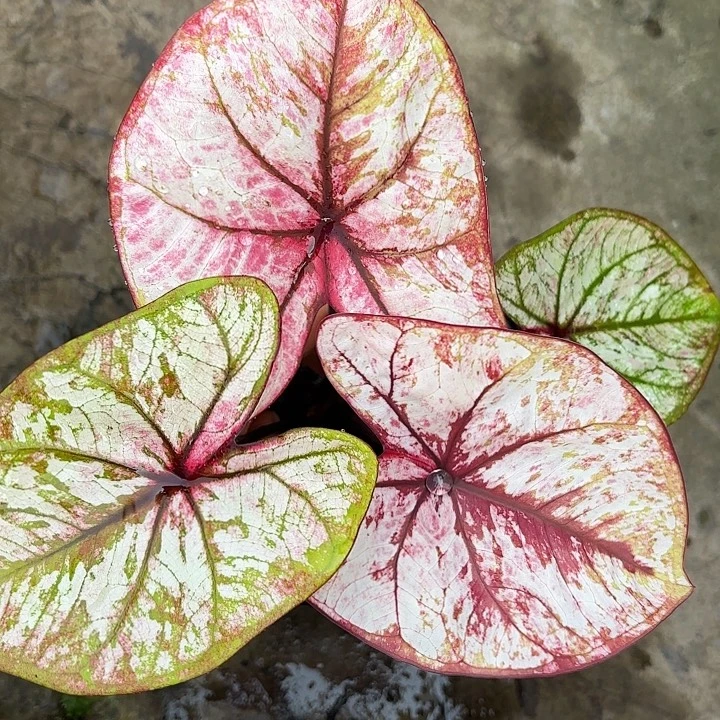 5-0102大红袍变异广东现货