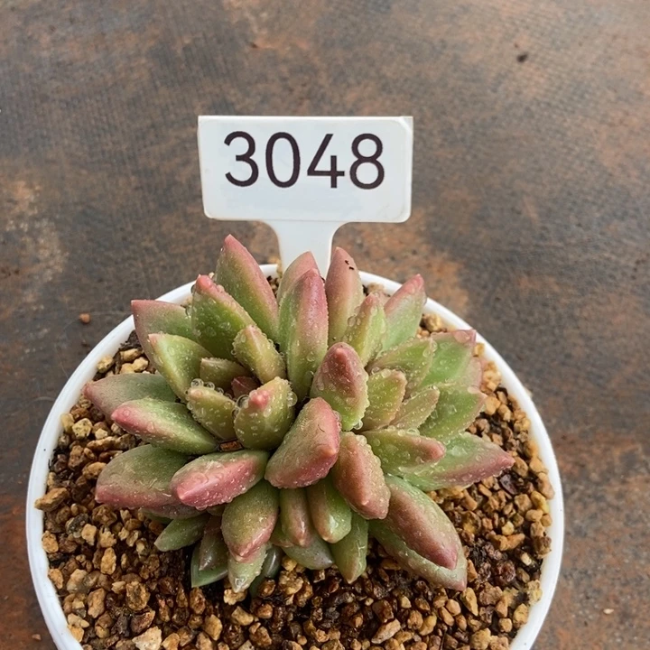 3048。    迷雾泡泡