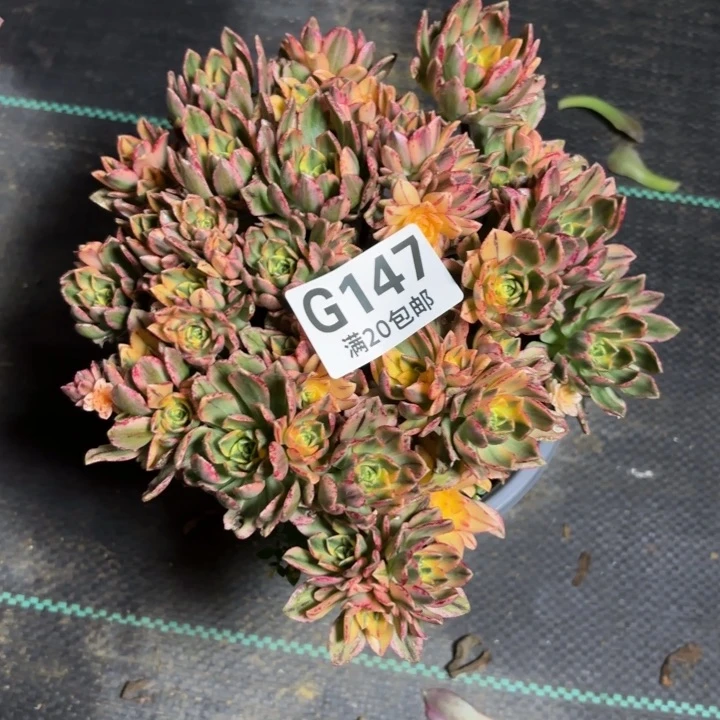瑞妈一物一拍147甜茶20厘米，