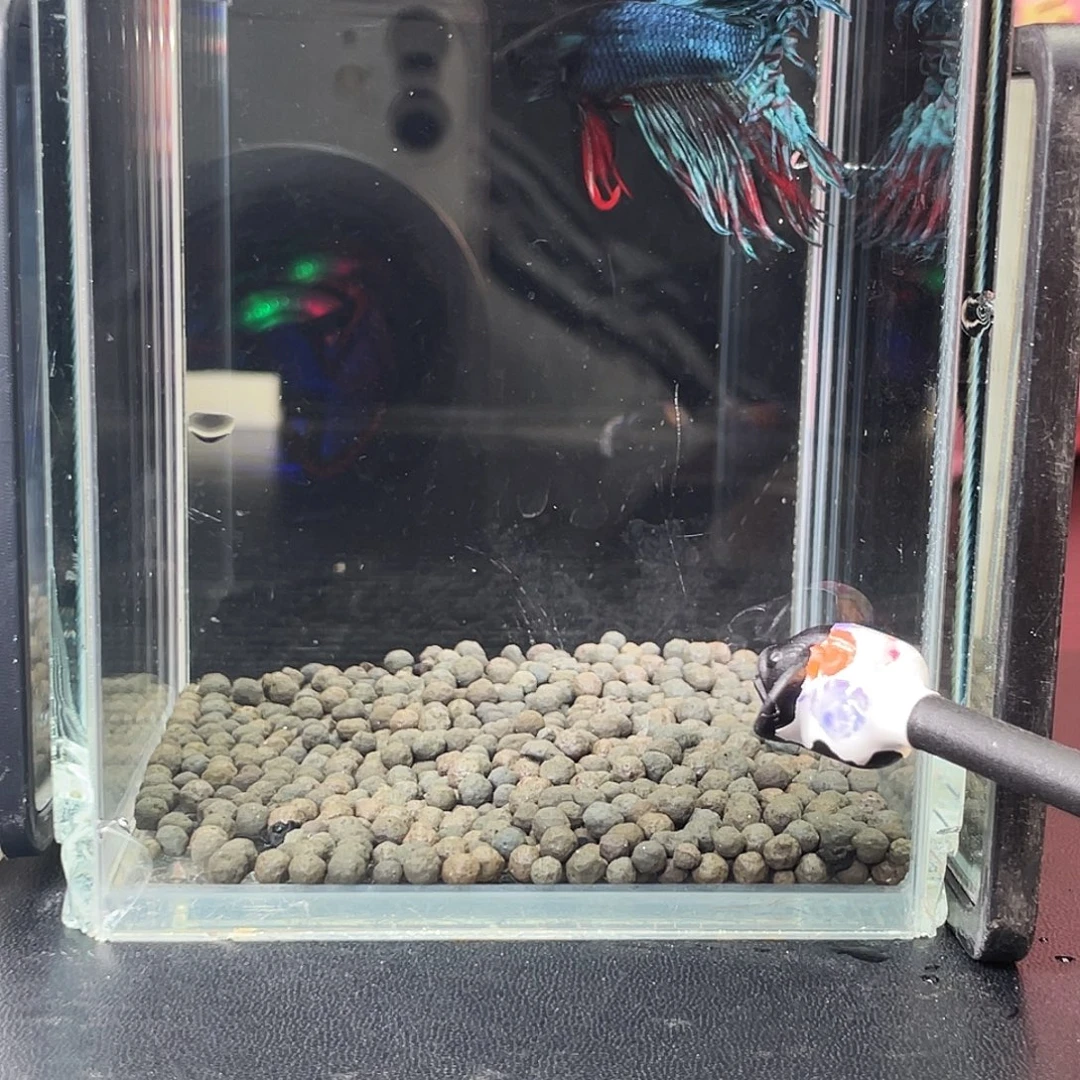 斗鱼07号95早毒液