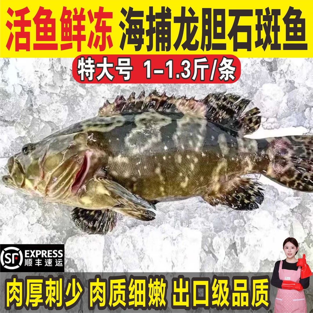 石斑鱼新鲜海捕鲜活活鱼野生冷冻老虎斑珍珠斑非红口斑深海海鲜