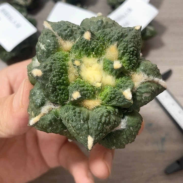 仙人球落地无根怒涛6.8公分667