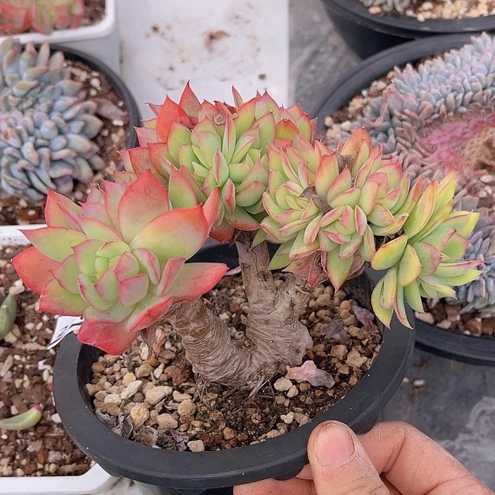 绮罗27112多肉植物