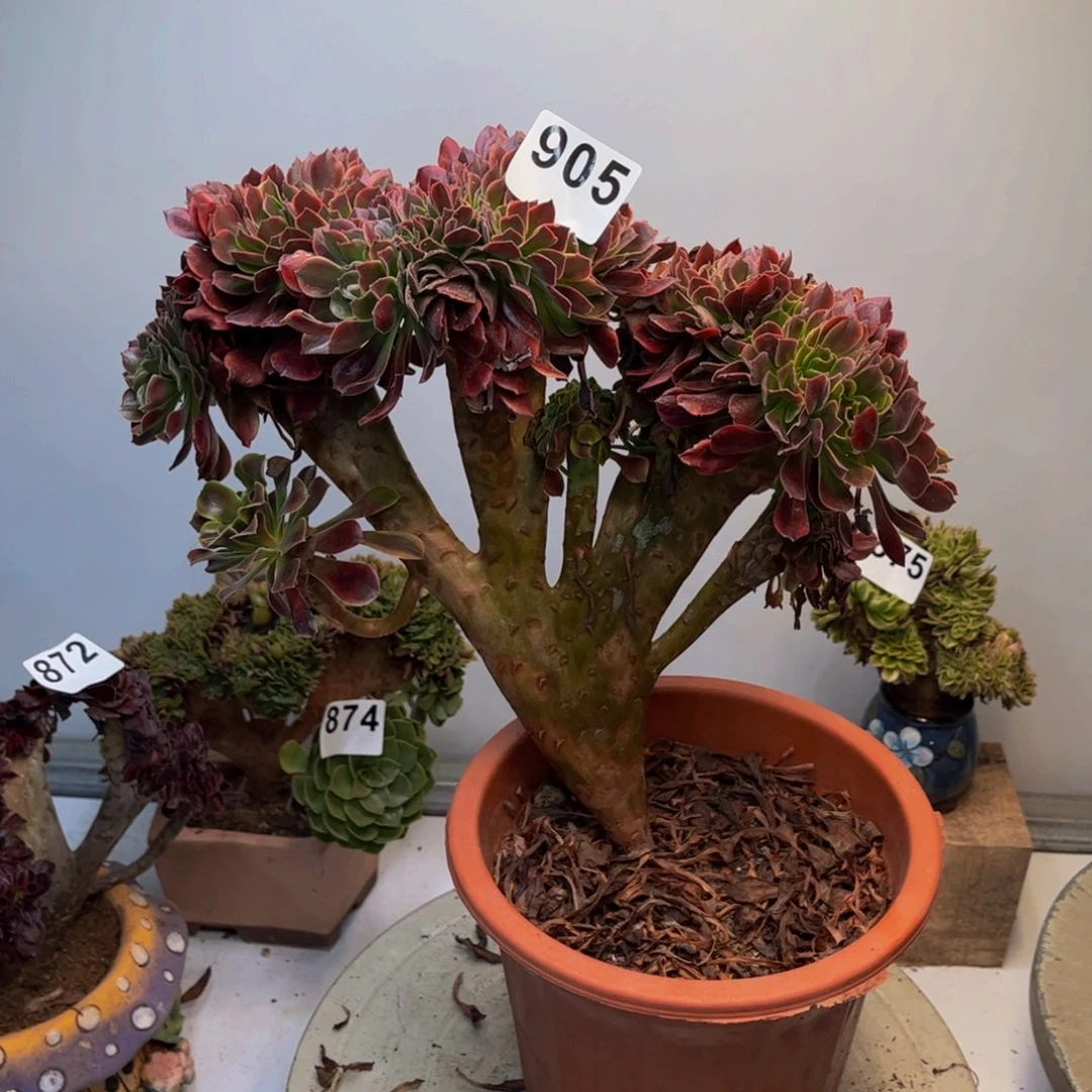 多肉植物欧佳丽缀905