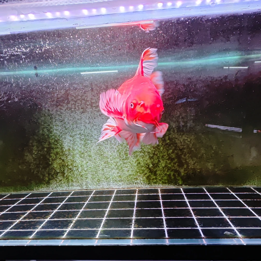 红寸片/花红寸片