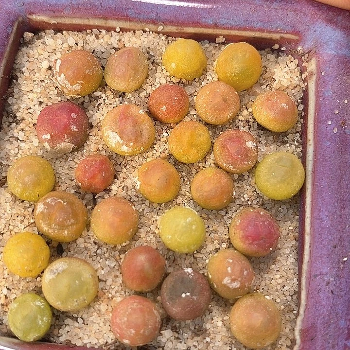 17599样本拉登一颗