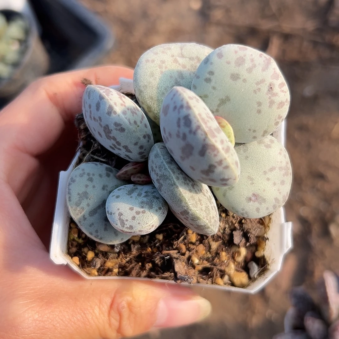 杜呃呃呃呃呃呃呃呃