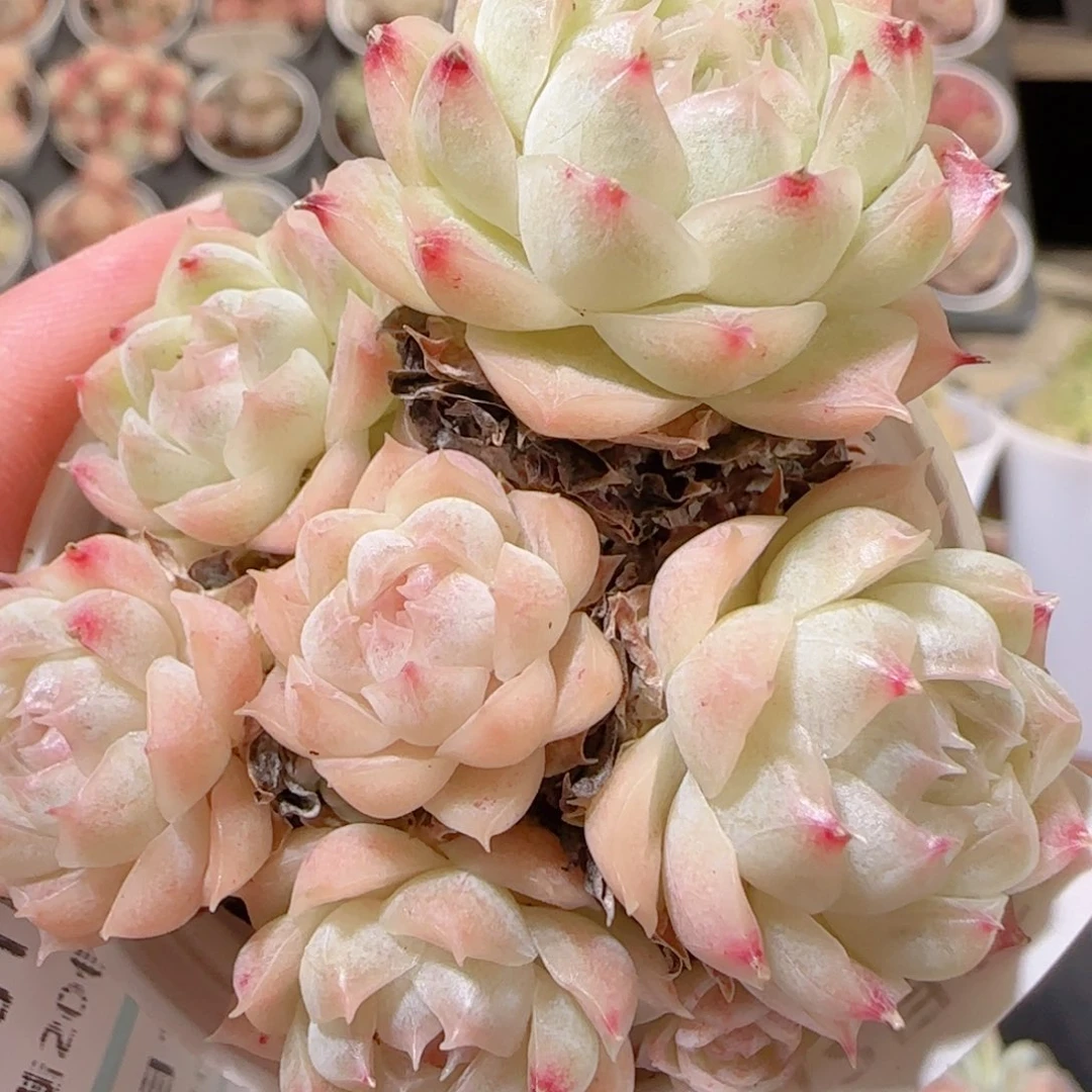 花语多肉1215-202散