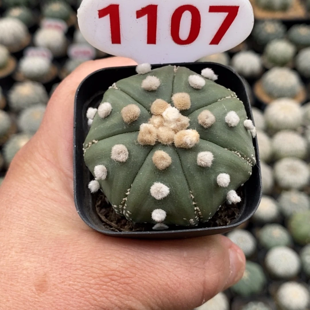 1107七愣琉璃福利