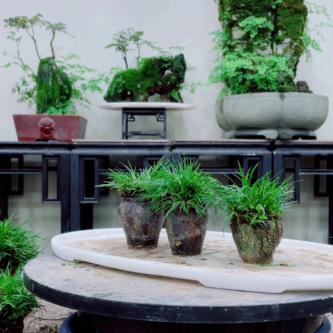 无铅玻璃云***师铁线蕨等植物的生长发育和