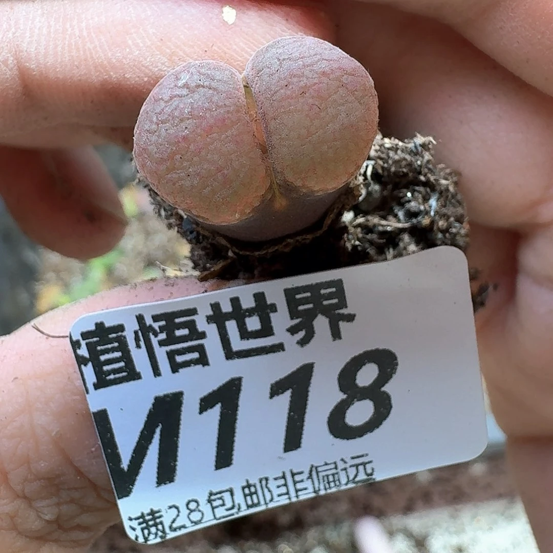 多肉植物的润泽地njk