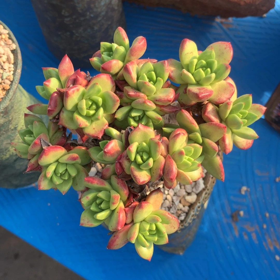 三**石法若莫莎，多肉植物