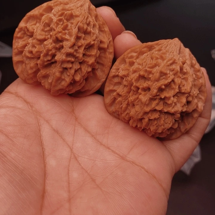 核桃百花山44尺核桃