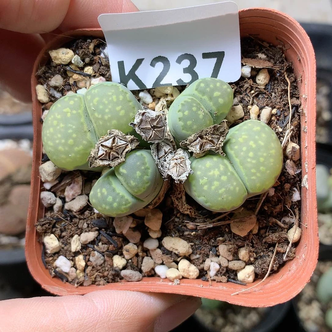 K237多肉植物保护