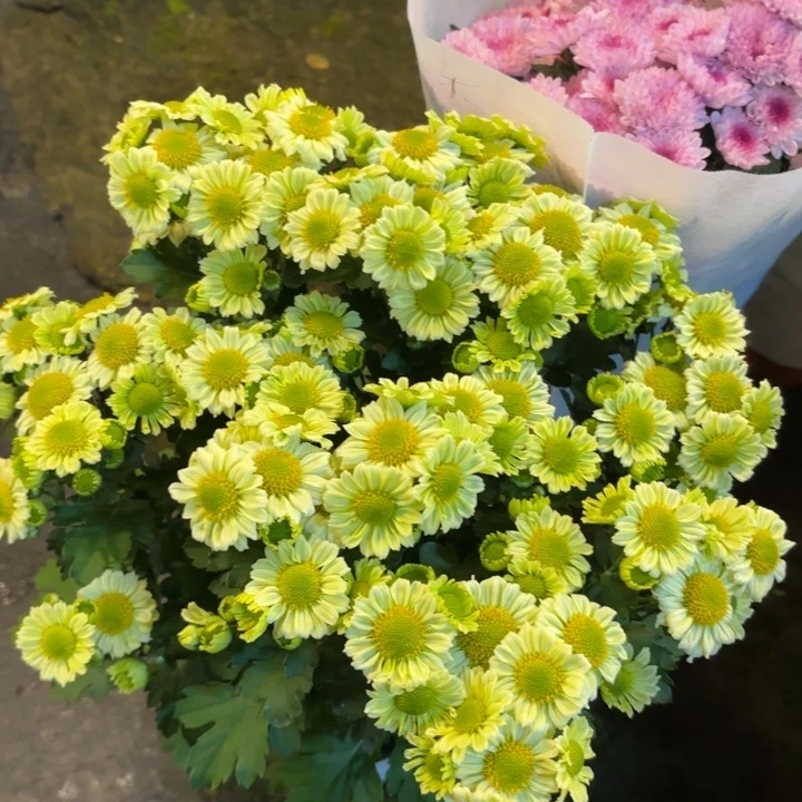 新品抹茶小雏菊盆栽