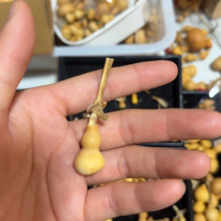 晟***蕾葫芦打孔后不退不换！