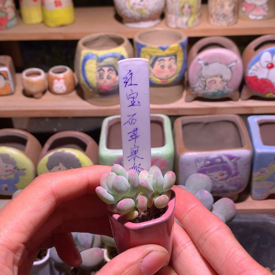 双头红宝石苹果奶酪