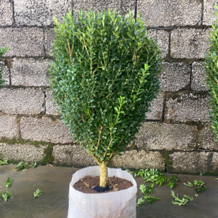 小叶雀舌黄杨万年青绿植庭院种植耐高温耐低温四季常青