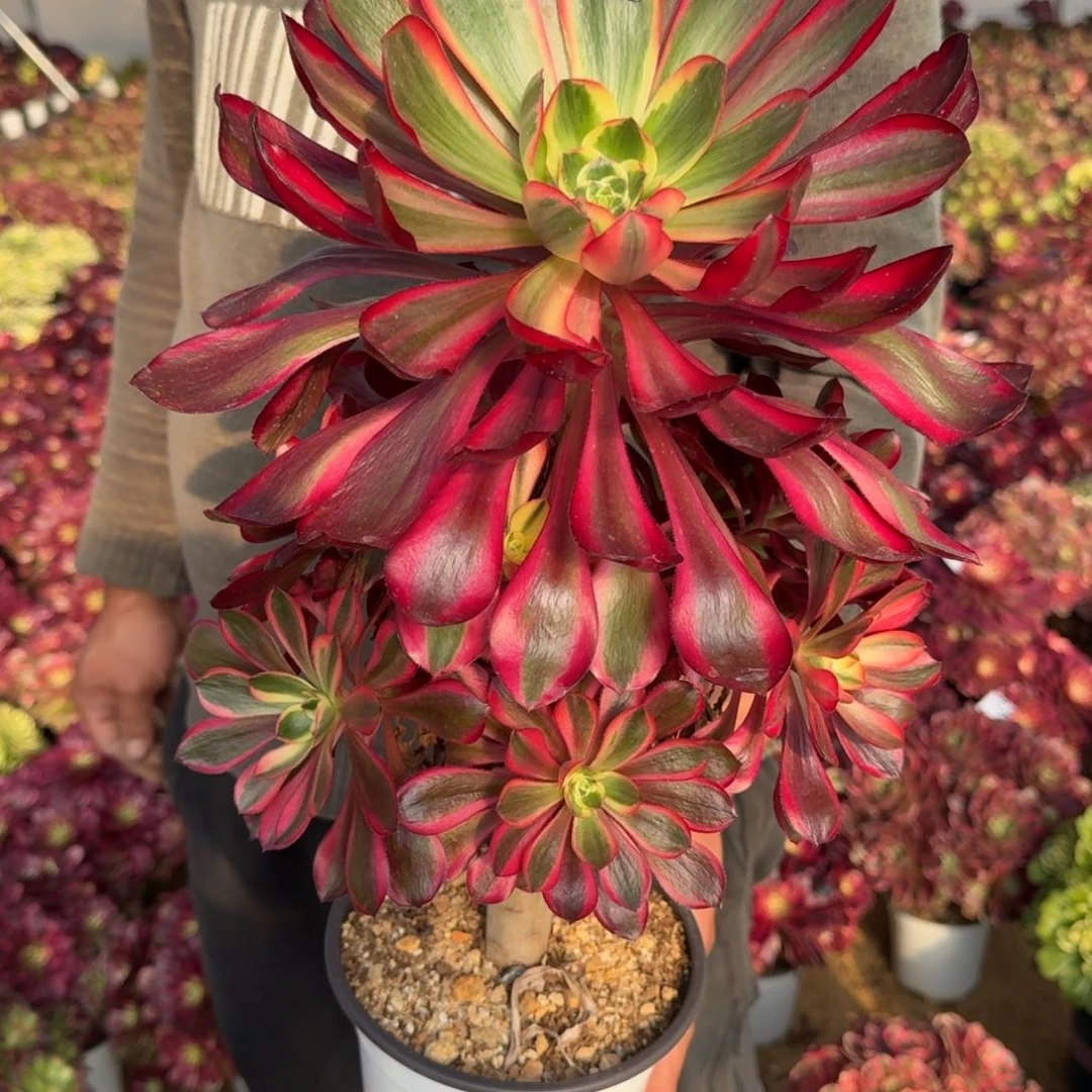 ?**?760红魔女多肉植物