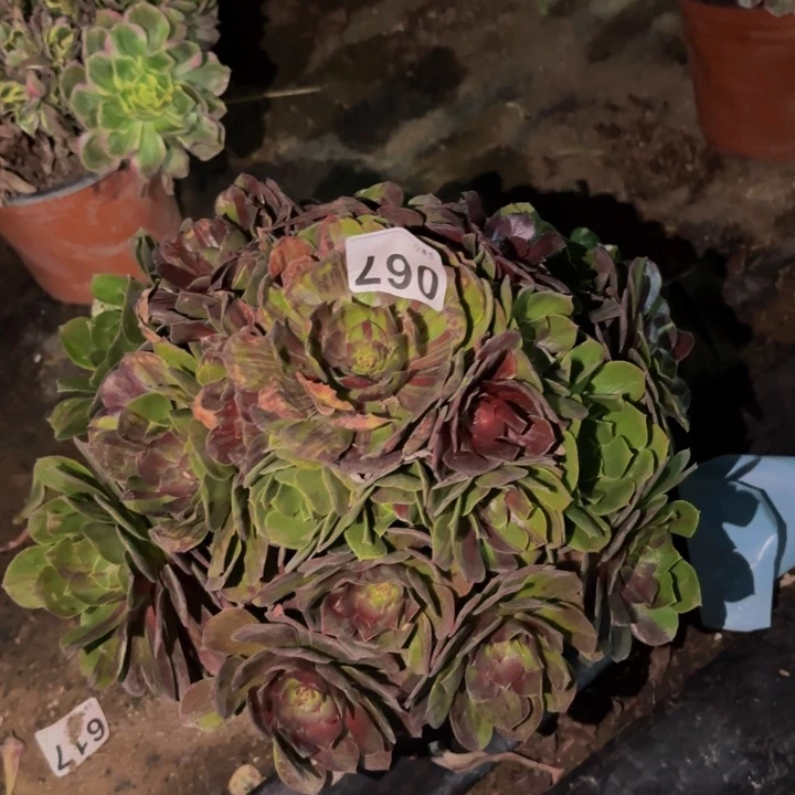 067花月夜多肉植物