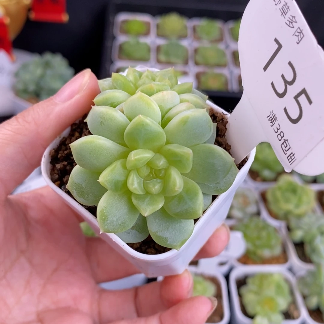 T8甜心双头一颗135号