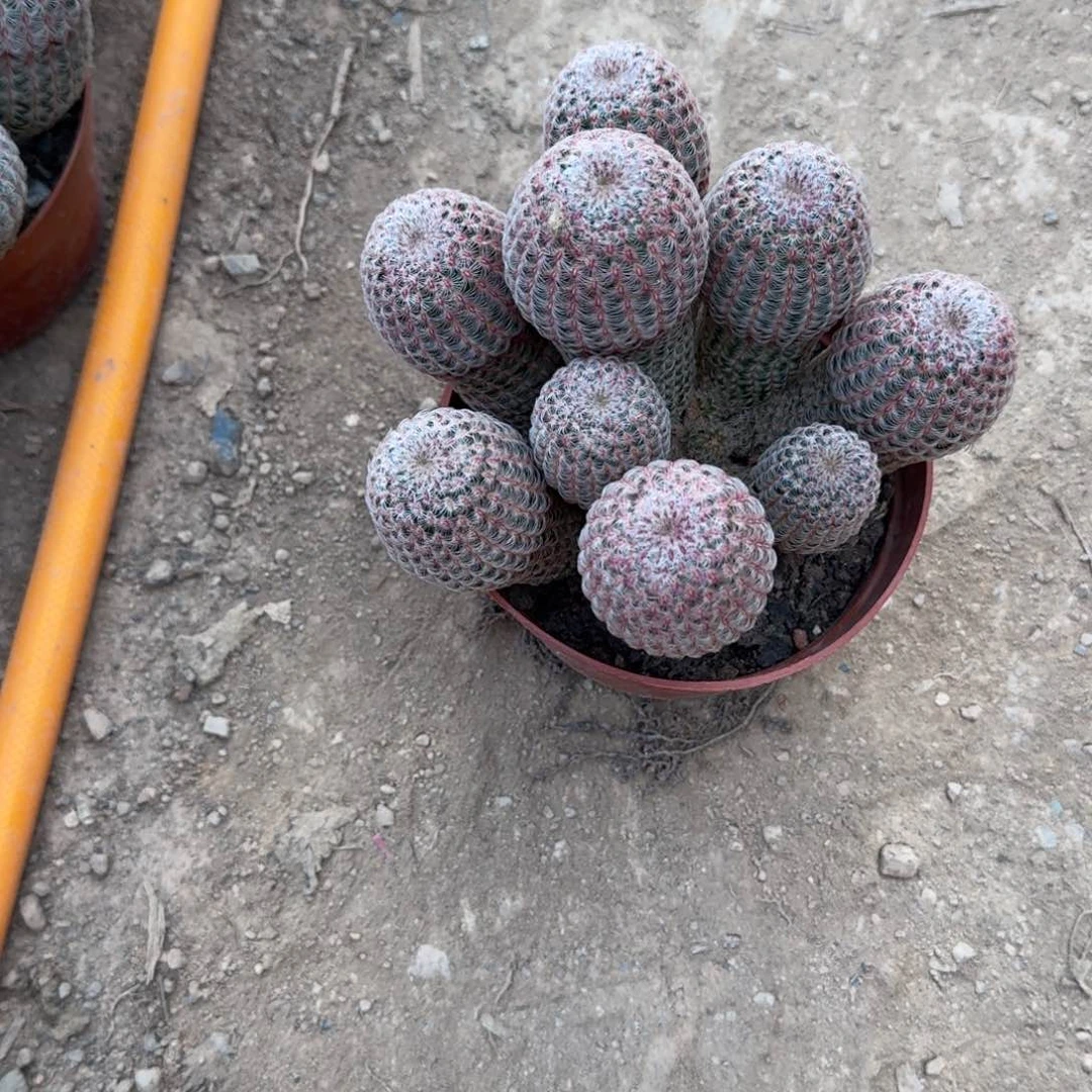 晓***集可口可乐了可口可乐了