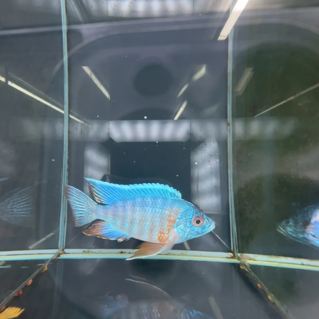 海水鱼41-荧光蓝10-11公分