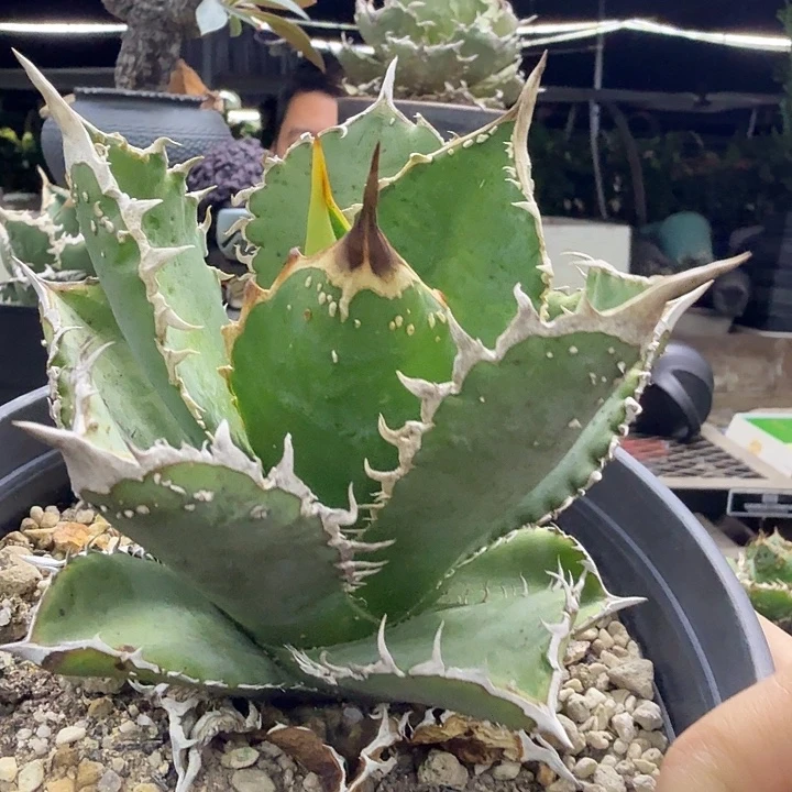 被刺子播8888888885585555