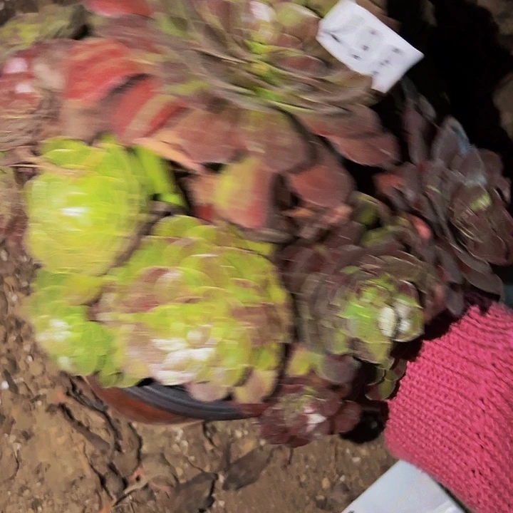867花月夜多肉植物不售后