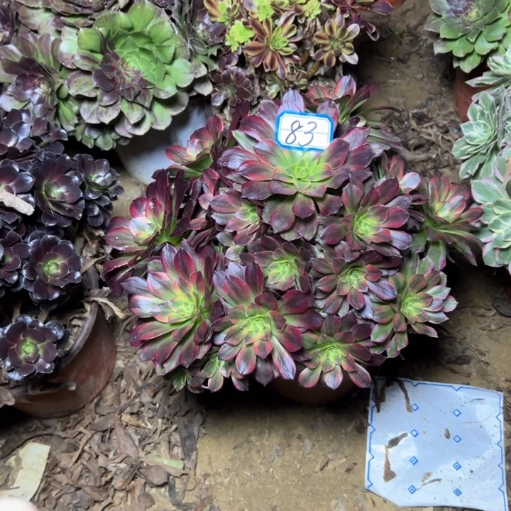 多肉植物安娜法师83