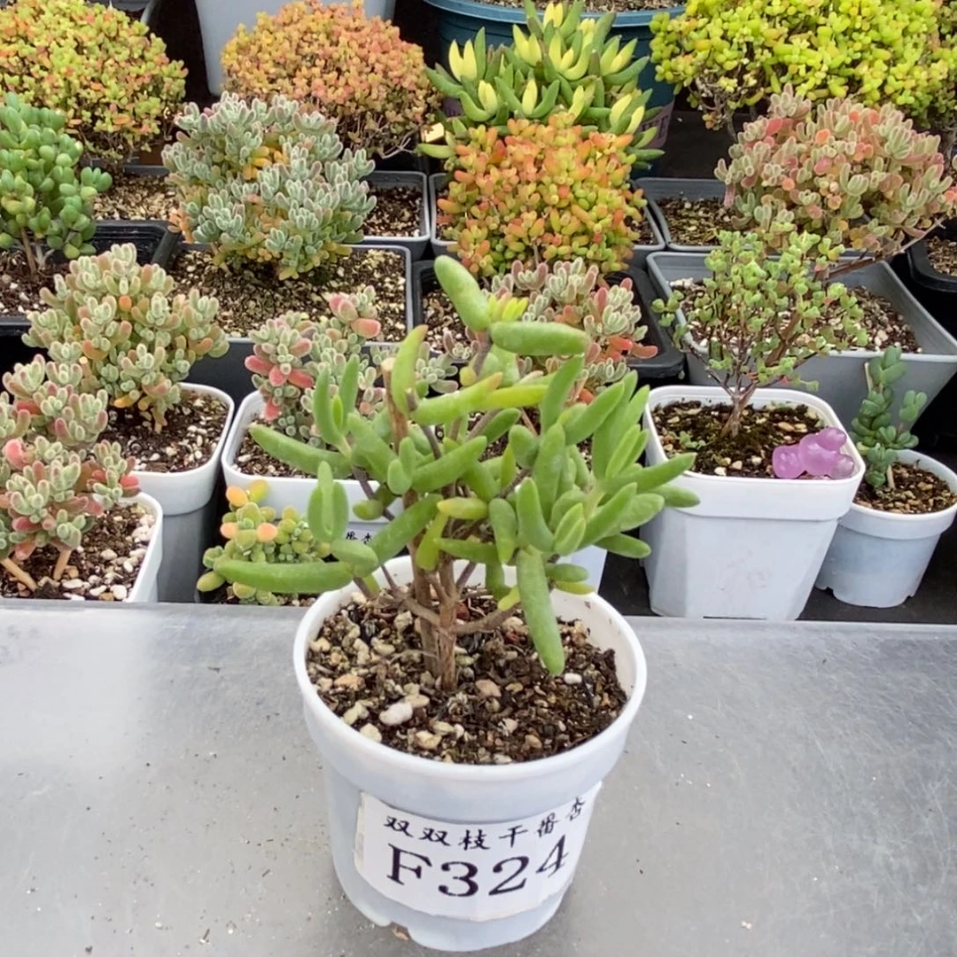 324香蕉。