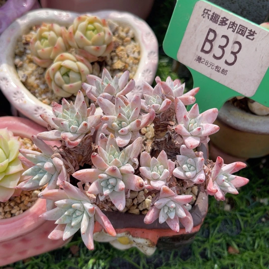 白菊多肉植物一物一拍