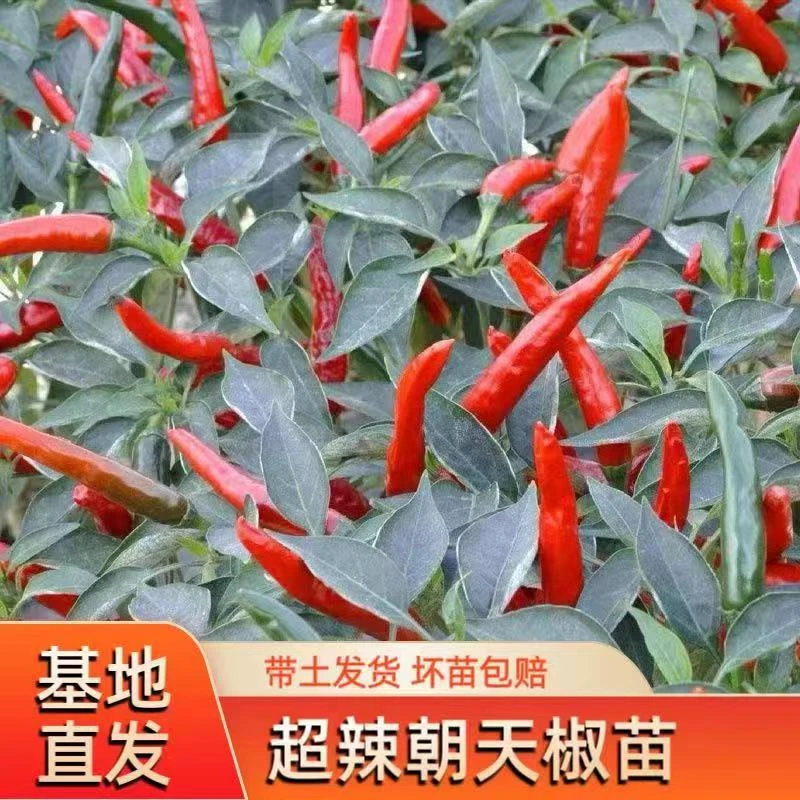高产朝天椒种苗辣椒苗特辣尖椒苗子朝天椒秧苗阳台盆栽四季蔬菜苗