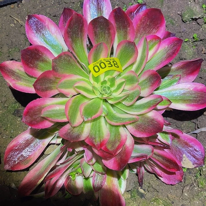 涵*0038花样年华多肉植物