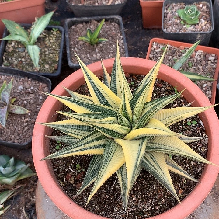 多肉植物琉璃殿锦