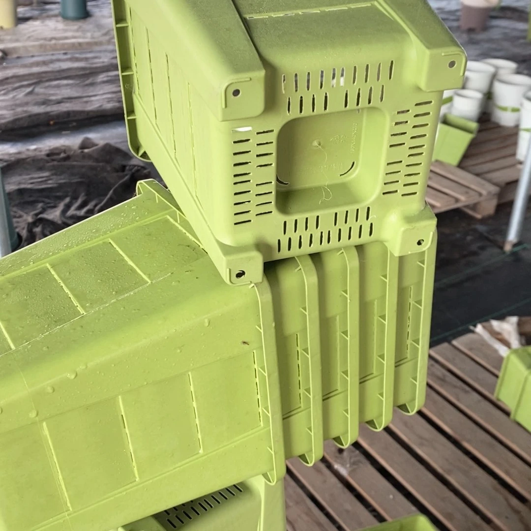 6个19口果绿方落灰带托伊特（19×21）