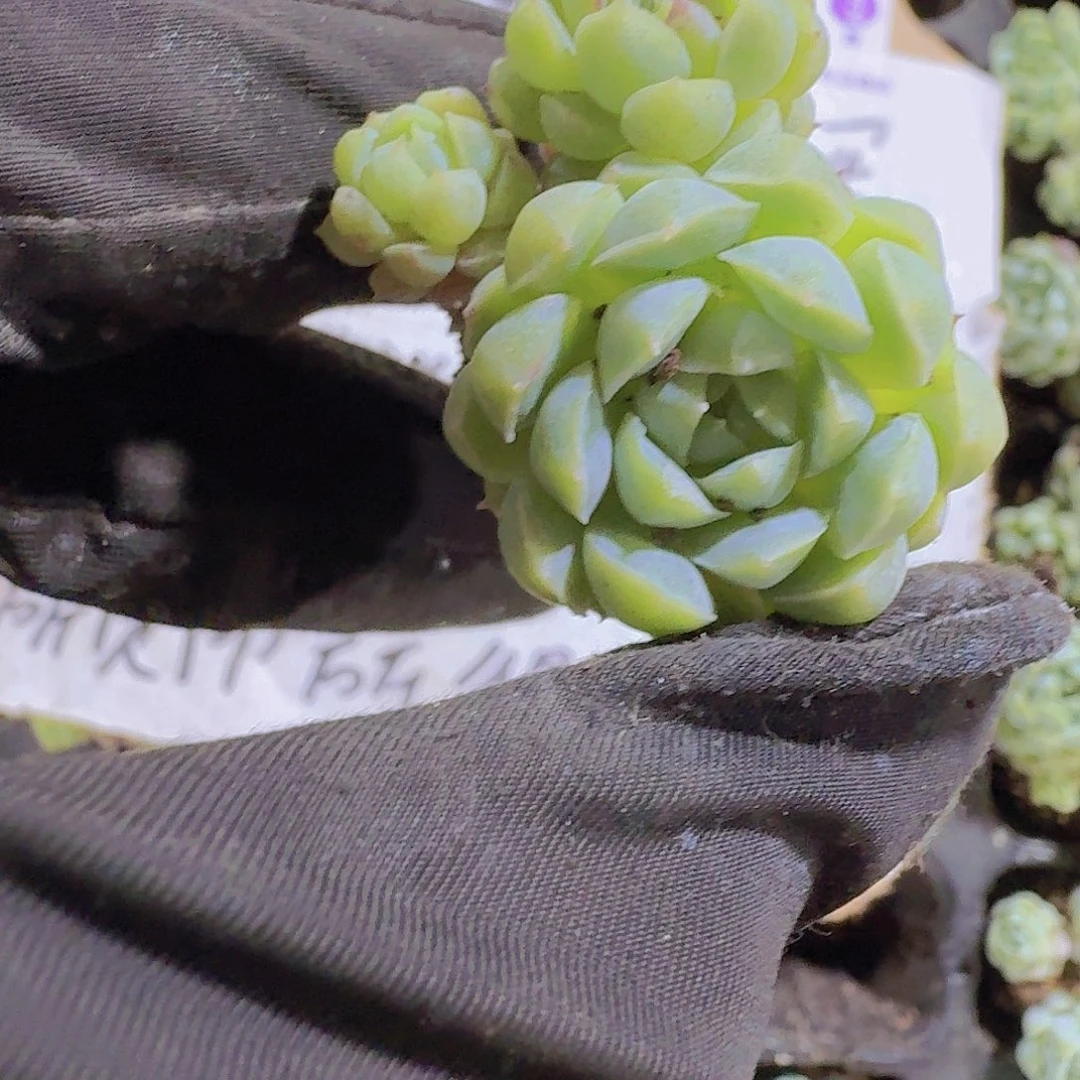 精品羊脂球两颗一组