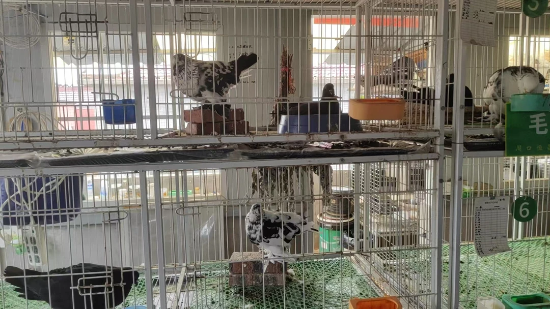 恒昌毛脚梦坛舍，好物严选，一物一拍