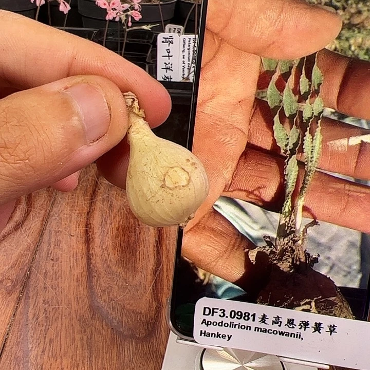 小***Z麦高恩弹簧草2，1.8-1.9厘米左右