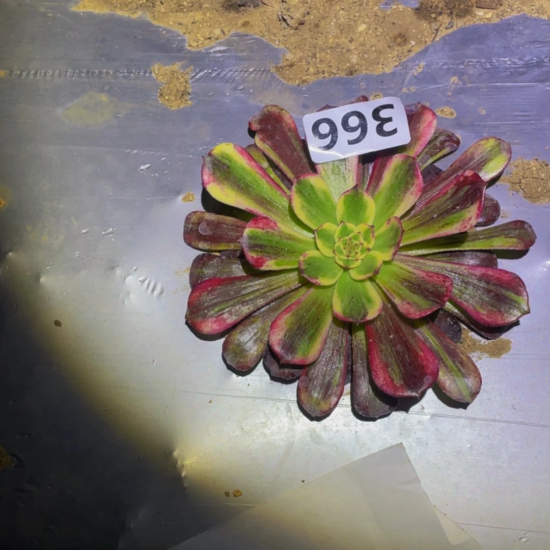 武媚娘多肉植物336